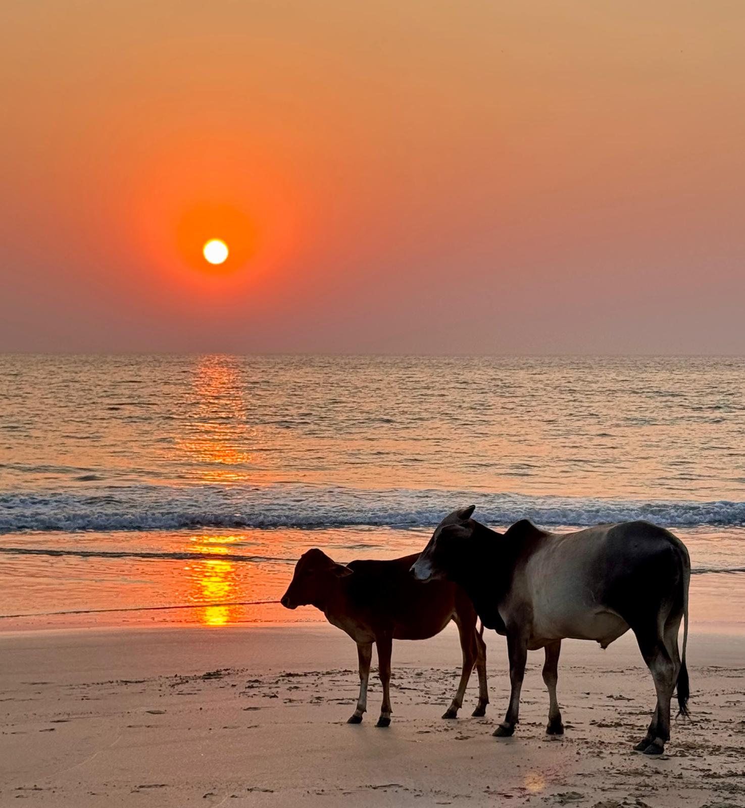 WhatsApp Image 2025-12-10 at 15.36.51